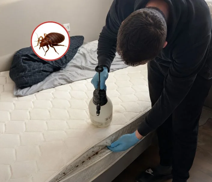 Technicien traitant un matelas contre les punaises de lit à Saint-Rémy-lès-Chevreuse